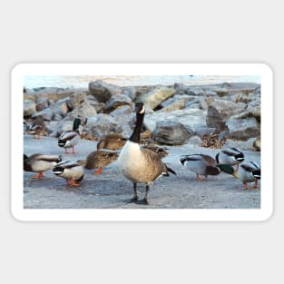 Canada Goose Standing Next To A Flock of Mallard Ducks Sticker